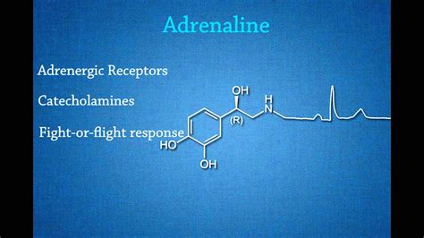 Biology - How does adrenaline work? - YouTube