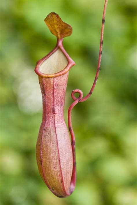 Pitcher Plant Information | Carnivorous plants, Pitcher plant, Unusual ...