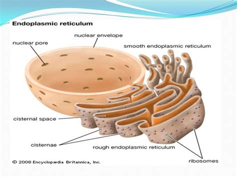 Endoplasmic reticulum