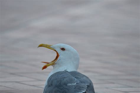 Woman 'walking injured seagull on a lead' in York has bird seized by police