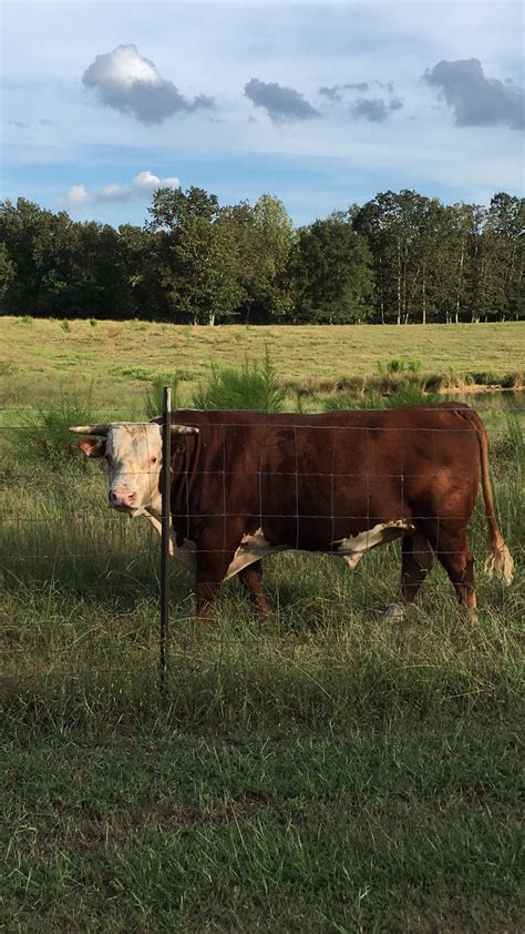 Pin by Steve Toms on Cattle | Hereford cows, Hereford cattle, Cattle