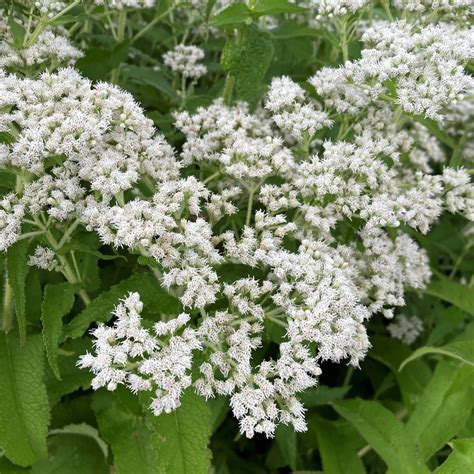 Eupatorium perfoliatum (Boneset) - Cavano's Perennials