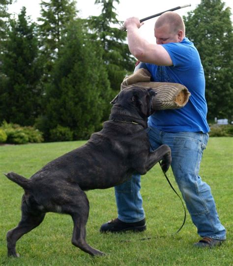 Cane Corso doing Schutzhund work - what a powerhouse! Credits- Iron Mountain K9 | Schutzhunde, Hunde