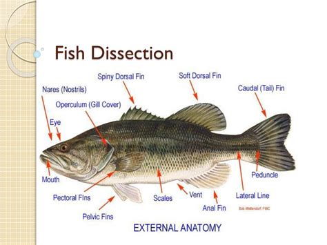 Bony Fish External Anatomy