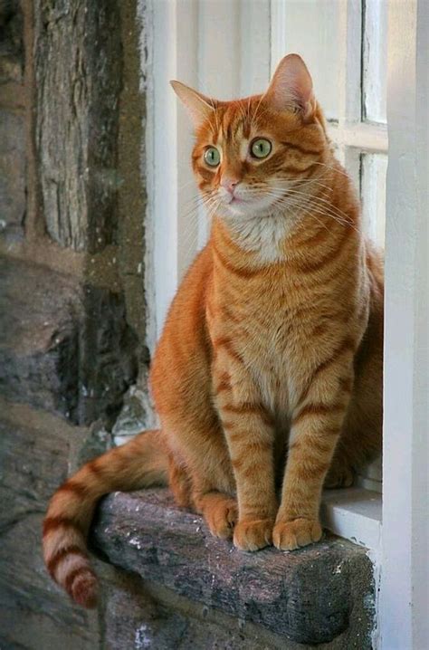 an orange tabby cat sitting on the ledge of a window sill looking out