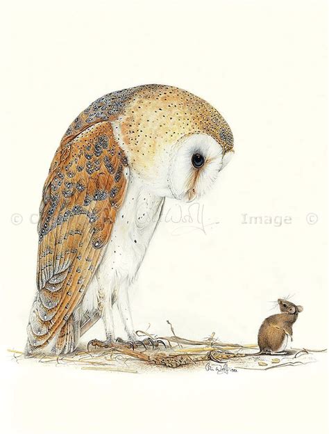 'Barn Owl and Mouse' by Colin Woolf #wildlife #art #owls Wildlife Paintings, Wildlife Art, Owls ...