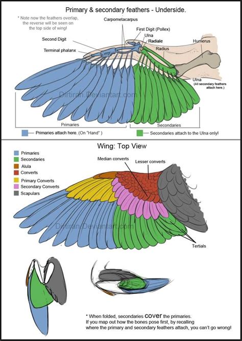 Bird Wings (Tutorial) by Key-Feathers on DeviantArt | Wings drawing, Bird wings, Bird drawings