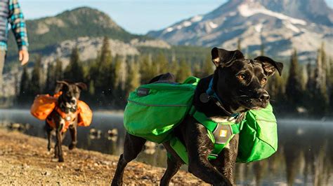 These Dog Backpacks For Hiking Are Designed For Comfort & Safety ...