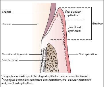 1: Anatomy of the Periodontium | Pocket Dentistry