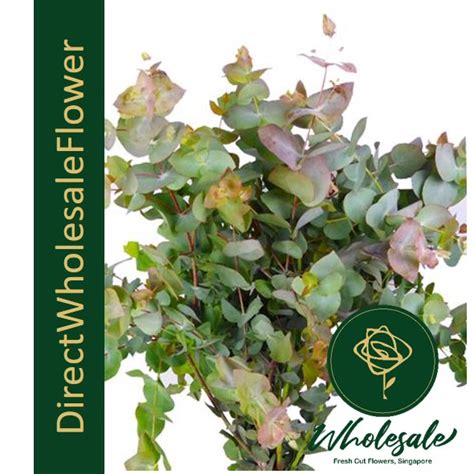 EUCALYPTUS CINEREA - Flower Wholesale in Singapore