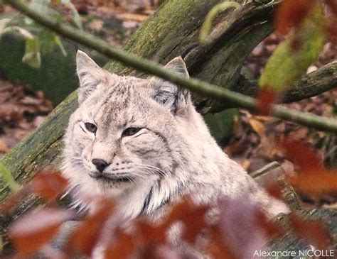 32 best Un oeil de lynx images on Pinterest | Eurasian lynx, Jungle cat and Lynx