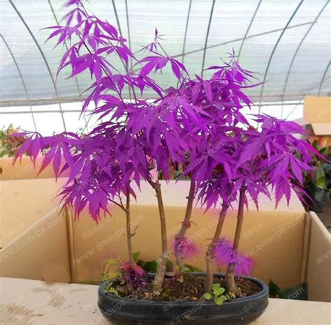 30 Pcs Purple Ghost Japanese Maple Tree Bonsai Seedsplants Acer Palatum ...