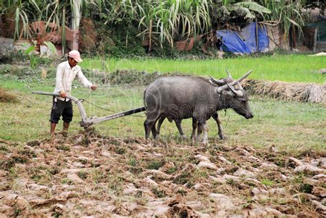 Photo of Water Buffalo Plowing Field by Photo Stock Source animals, Mechrey Village, Siem Reap ...