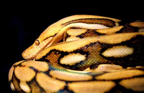 Reticulated Python - Description, Habitat, Image, Diet, Interesting Facts