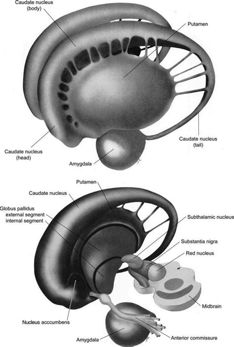 the structure of an animal's stomach and its external organs, labeled ...