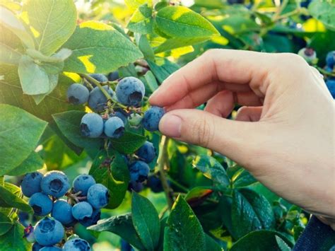 How And When To Harvest Blueberries | Horticulture.co.uk