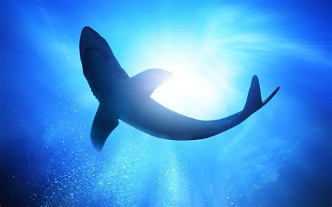 Underwater Shark Wallpapers - Wallpaper Cave