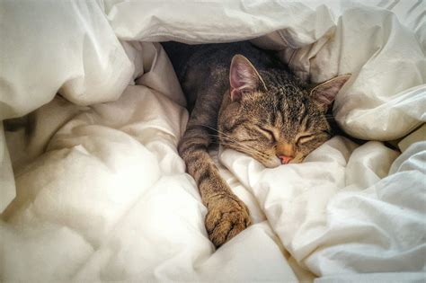 50 of the Cutest Photos of Kittens Sleeping | Reader's Digest