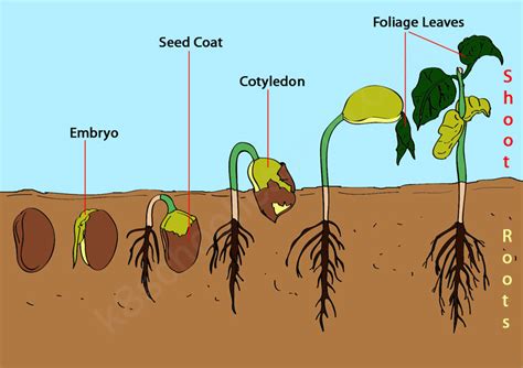 Germination | What is Germination? | Seed Germination for Kids