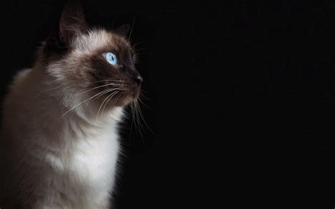 Cat with blue eyes wallpaper | animals | Wallpaper Better