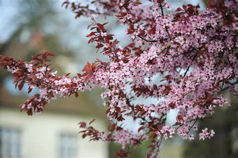 Purple Leaf Cherry Tree