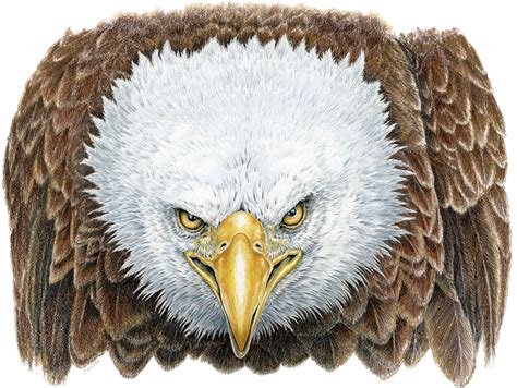 Angry Bald Eagle, Limited-Edition Print – Wildlife Drawings by Jim Wilson