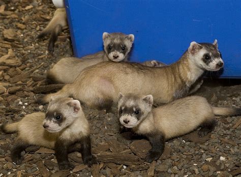 Mom with her babies (black-footed ferrets). (photo by mehgan murphy, smithsonian's national zoo ...