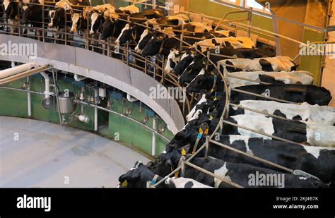 Process milking cows. Cow milking on modern farm Stock Video Footage - Alamy