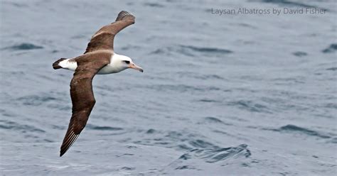 Laysan Albatross (Mōlī) - American Bird Conservancy