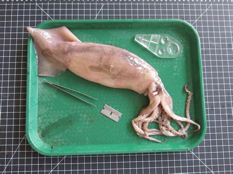 Squid Dissection : 11 Steps (with Pictures) - Instructables