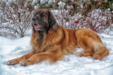 Leonberger Temperament, Tips and How To Own This Rare Dog Breed