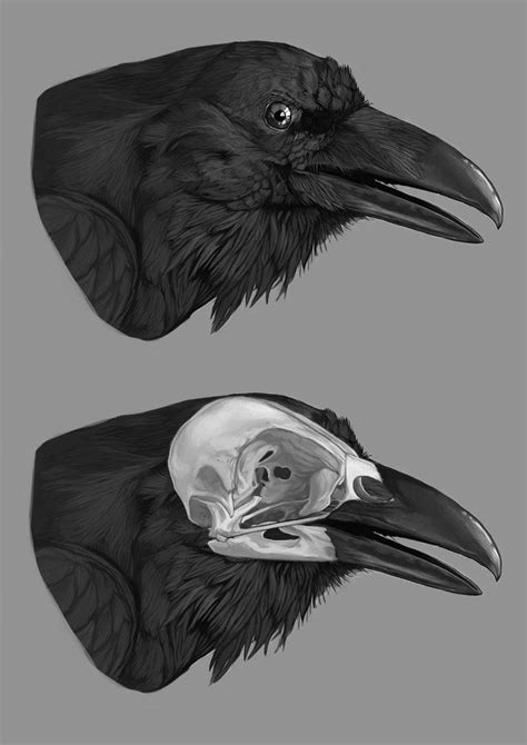 Raven's skull anatomy study by amanana.deviantart.com on @DeviantArt | Skull anatomy, Anatomy ...