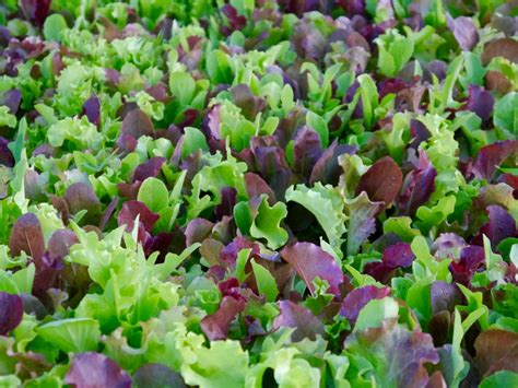 Beyond Lettuce: How To Grow Great Mesclun Mix - The Good Heart Life