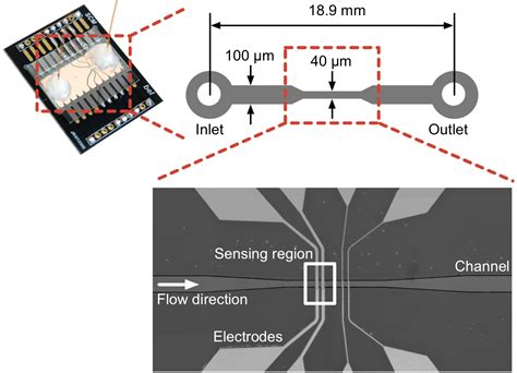 Impedance Spectroscopy – Bio Engineering Laboratory | ETH Zurich