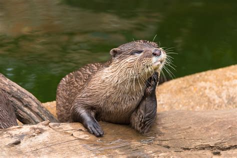 World Otter Day: Show your love and care for otters - CGTN