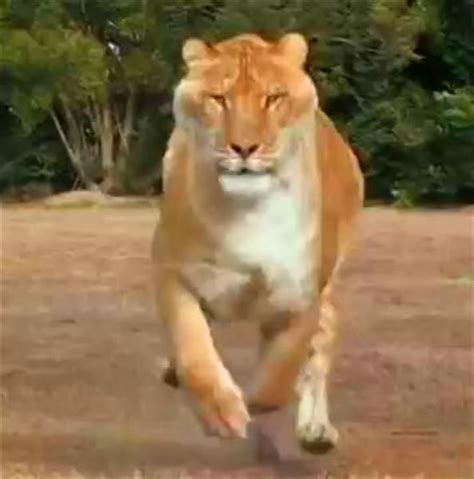 Hercules the Liger Jumps more than 40 Feet Long | Liger, Hercules, Pet ...