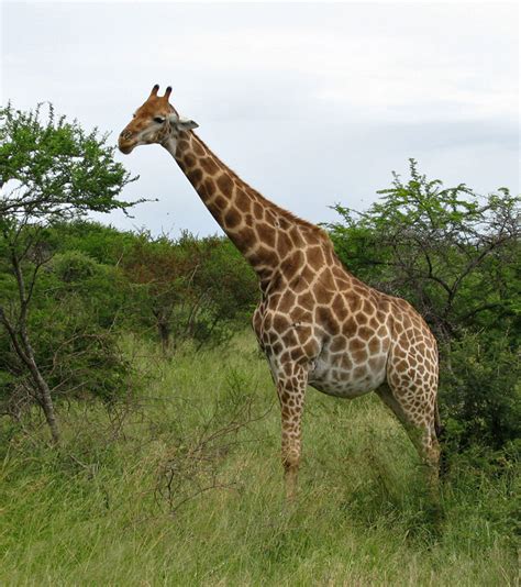 Giraffe in Kruger National Park, South Africa - Travel Photos by Galen R Frysinger, Sheboygan ...