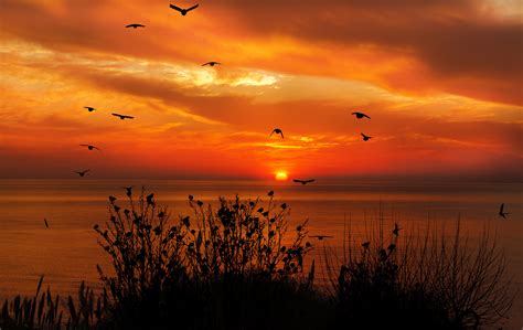 Ocean Sky Birds Flying Towards Sunset 4k Wallpaper,HD Nature Wallpapers ...