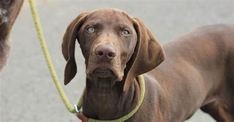 245+ Best German Shorthaired Pointer Names - My Dog's Name