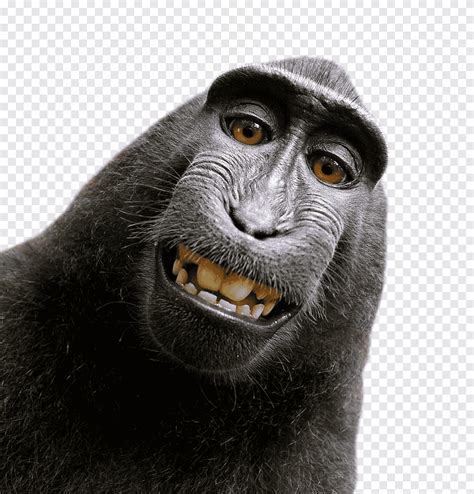 Free download | Celebes crested macaque Monkey selfie grapher People ...