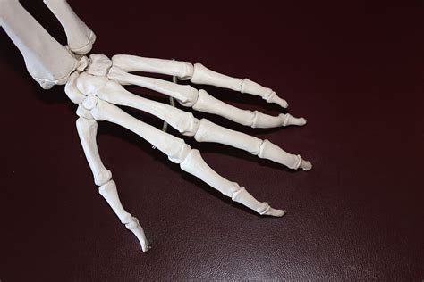 Skeleton Hand Anatomy