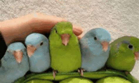 Cute Parrots Colourful Parrots GIF - Cute Parrots Colourful Parrots ...