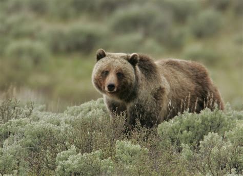 Grizzly bear | Grizzly bears in Yellowstone National Park hi… | Flickr