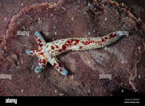 A small starfish, Linkia multifora, is regenerating its body from one arm on a reef in the South ...