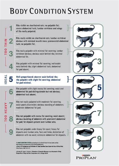 Healthy Weight For Cats Chart - Healthy Cat