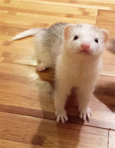 Normal Ferret Pictures - Fat Ferrets and More!