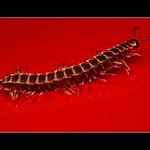 Centipede: 100 Feet (Explored) | Blogged Anyone knows the na… | Flickr - Photo Sharing!