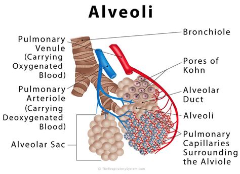 Respiration, types of respiration and anatomy of Human respiratory system