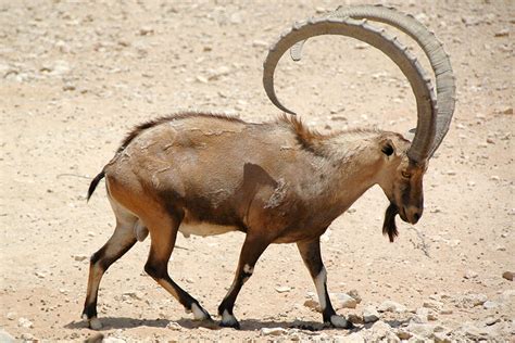 Nubian Ibex | San Diego Zoo Animals & Plants