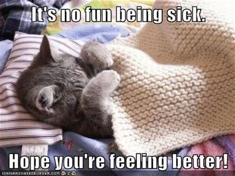 Feel better | Funny animals, Cat illnesses, Cute captions